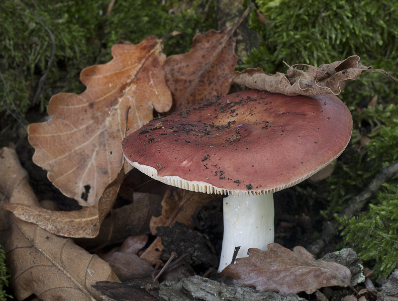 Russula decipiens